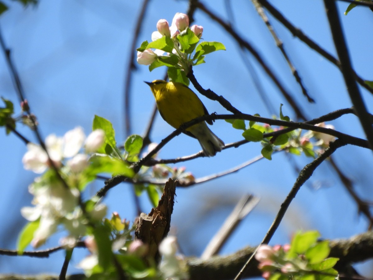 Blue-winged Warbler - colleen resendiz