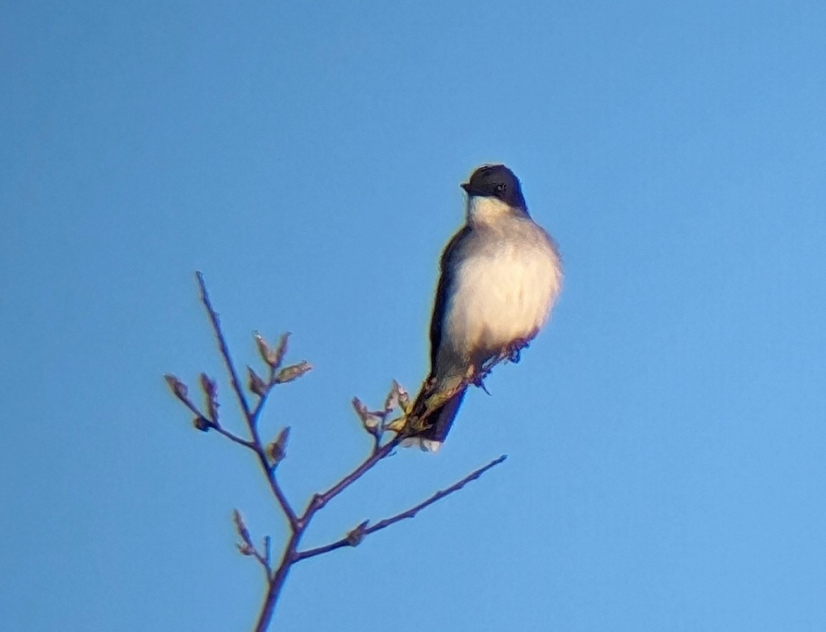 Eastern Kingbird - Zachary Peterson