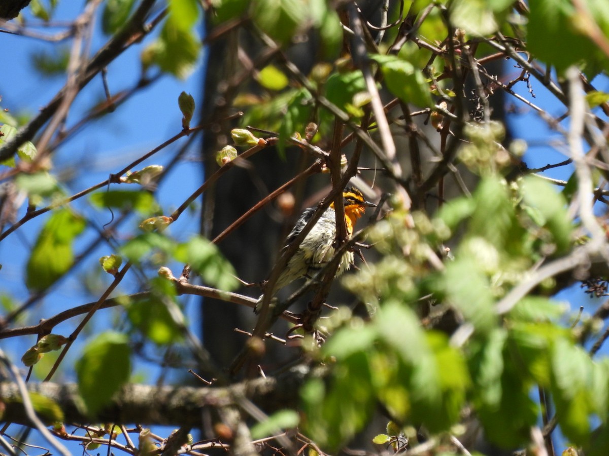 Blackburnian Warbler - ML618395957