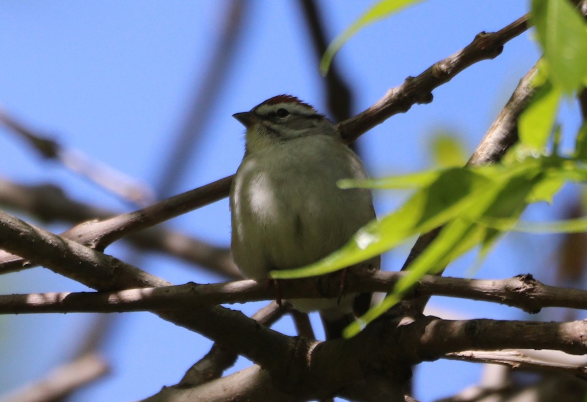 Chipping Sparrow - ML618395976