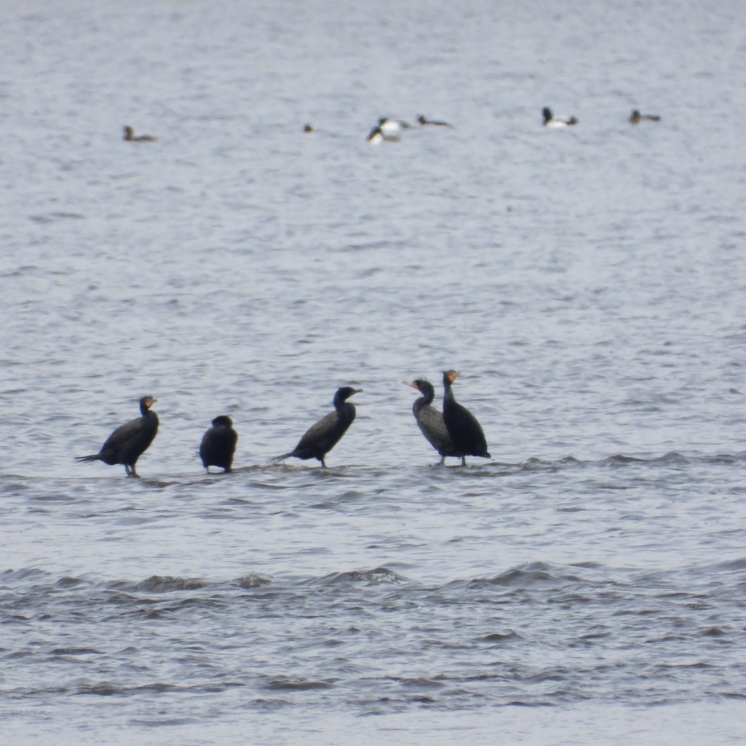 Double-crested Cormorant - ML618395978