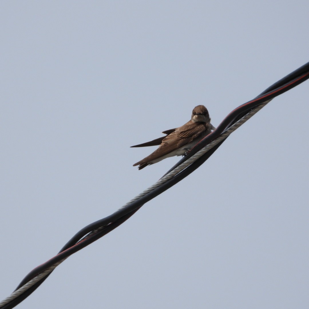 Northern Rough-winged Swallow - Manon Guglia