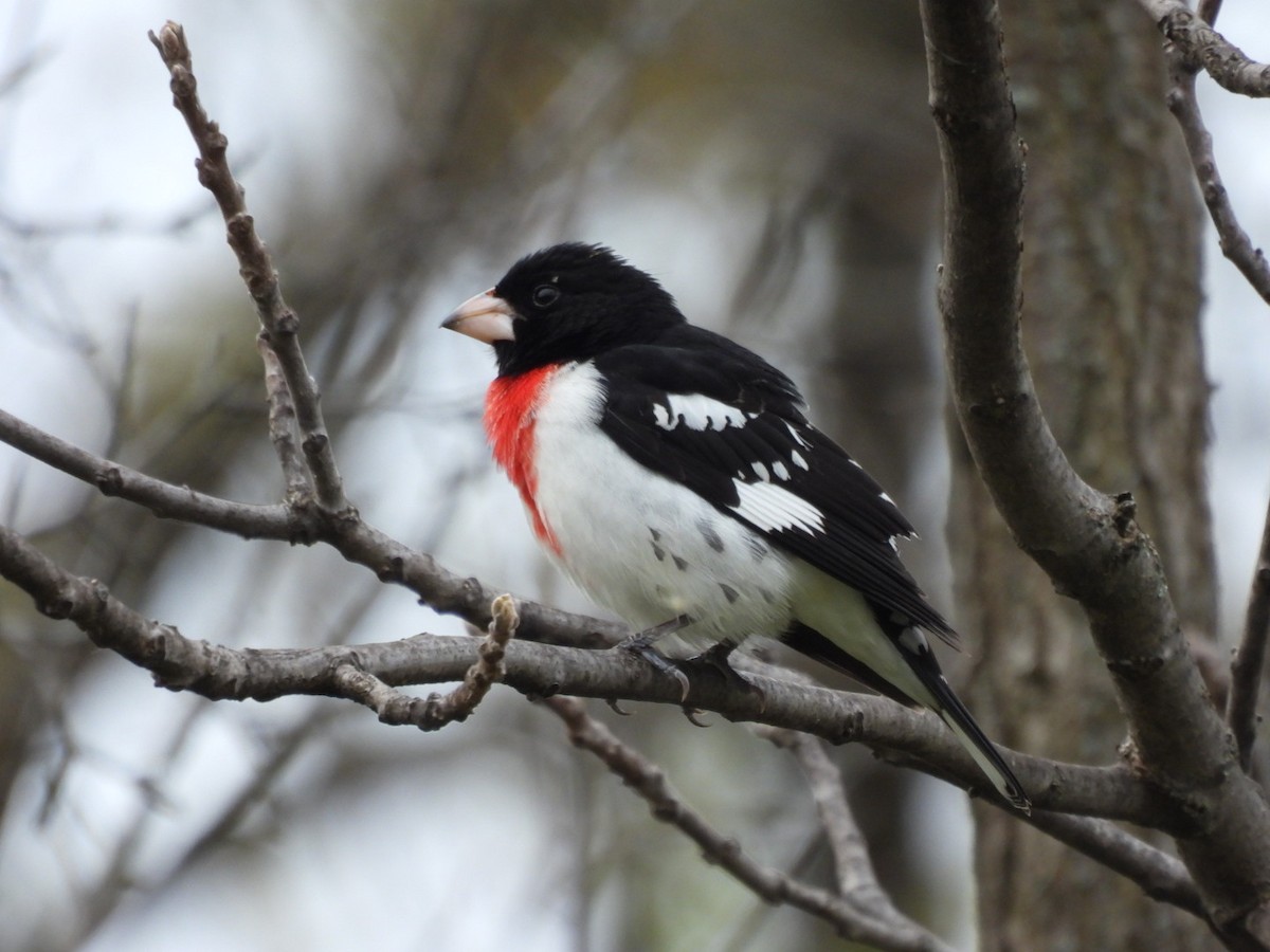 Rose-breasted Grosbeak - ML618396020