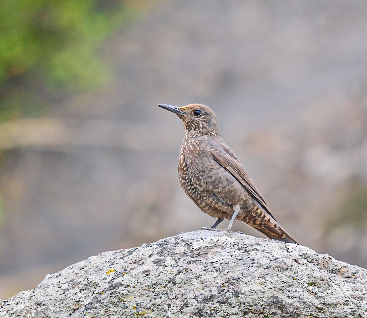 Blue Rock-Thrush - Susheel Rattan Sharma