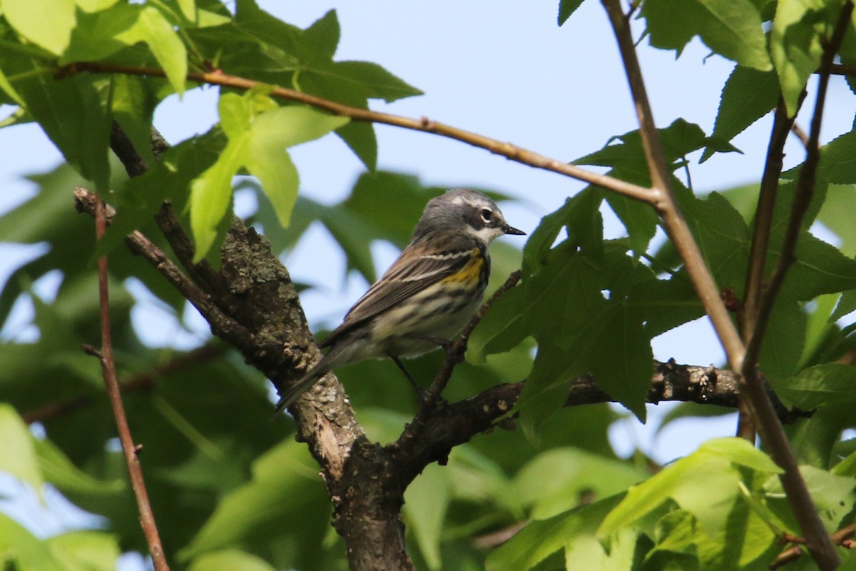 Yellow-rumped Warbler - Jean-Marie Gauthier