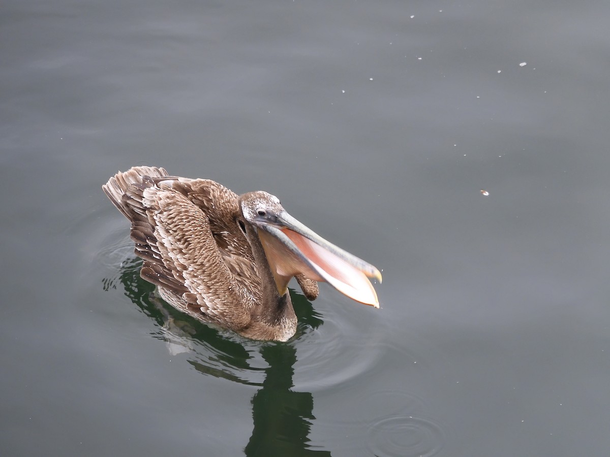 Brown Pelican - ML618396067