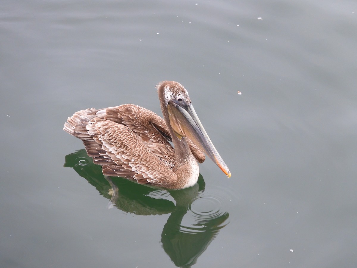 pelikán hnědý - ML618396068