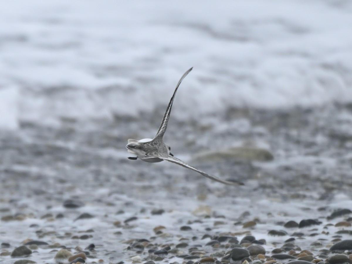 Sanderling - Jorge Vidal Melián