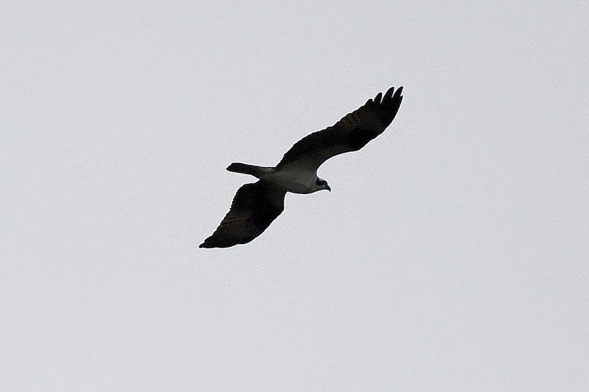 Osprey - Benoit de Mulder