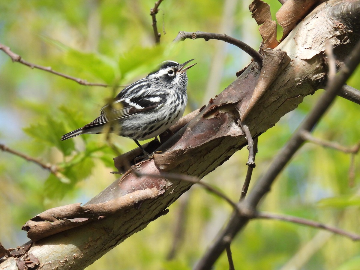 Black-and-white Warbler - ML618396131