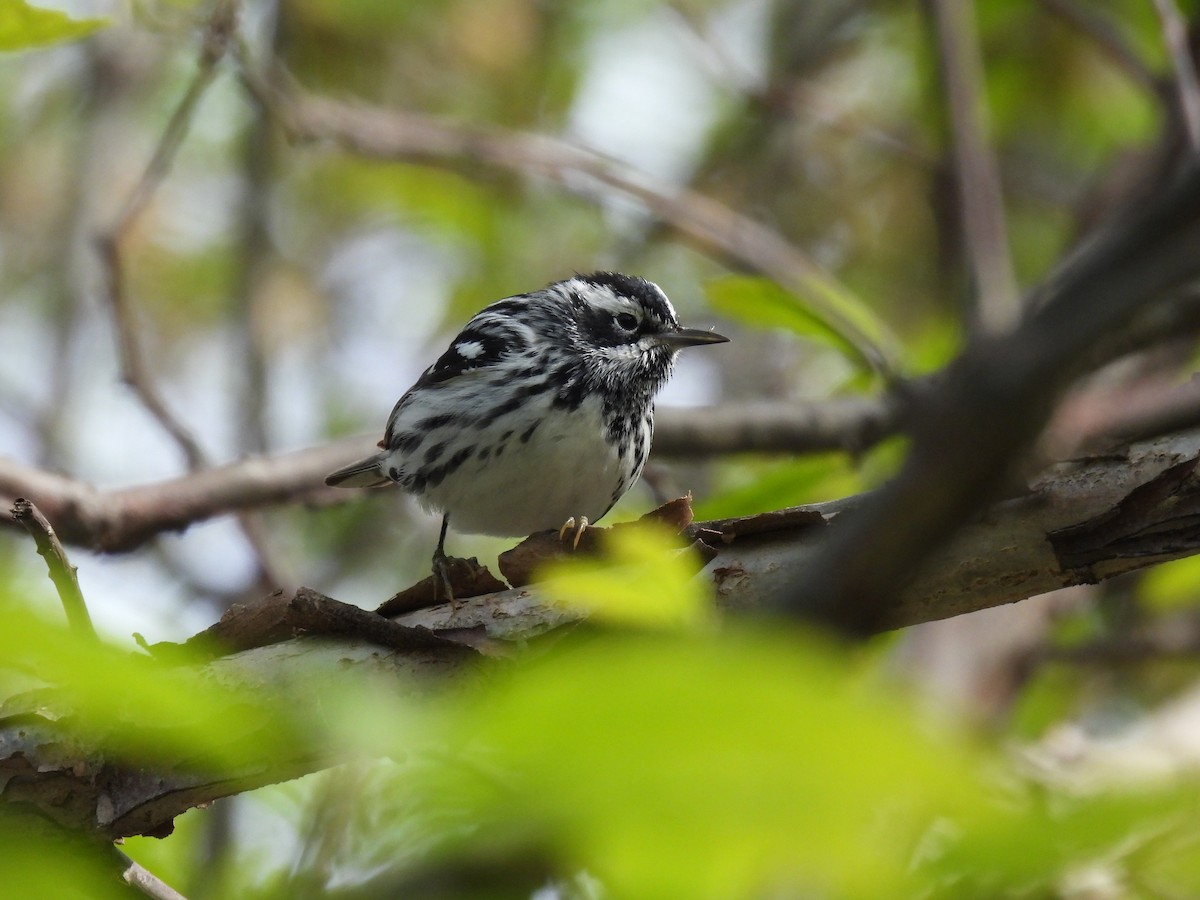 Black-and-white Warbler - ML618396132
