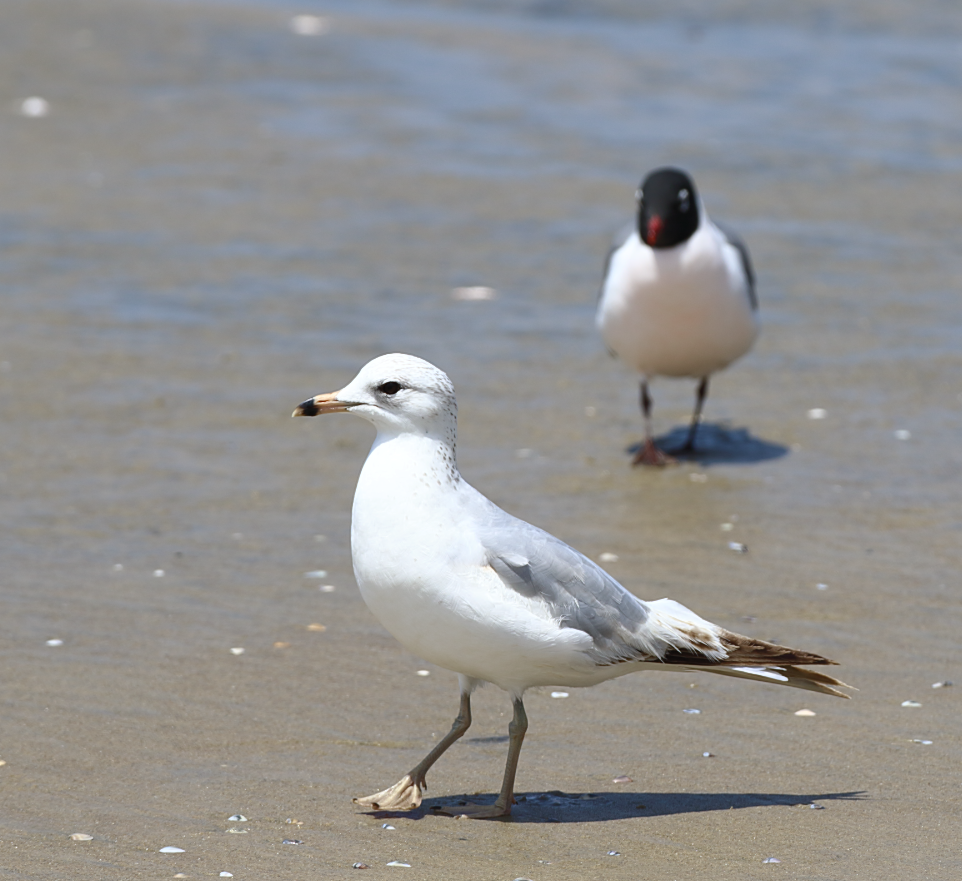 Ring-billed Gull - ML618396142