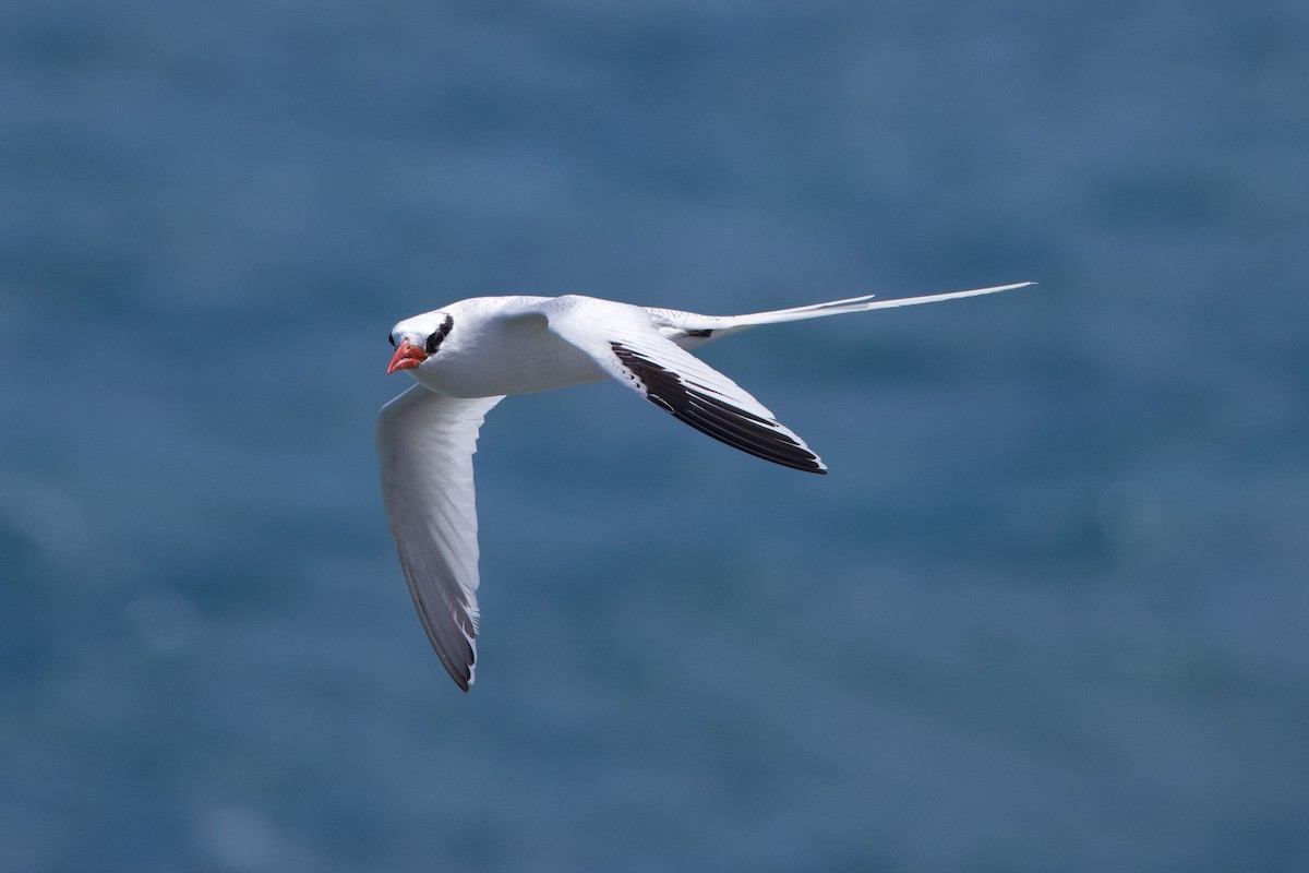 Red-billed Tropicbird - ML618396150