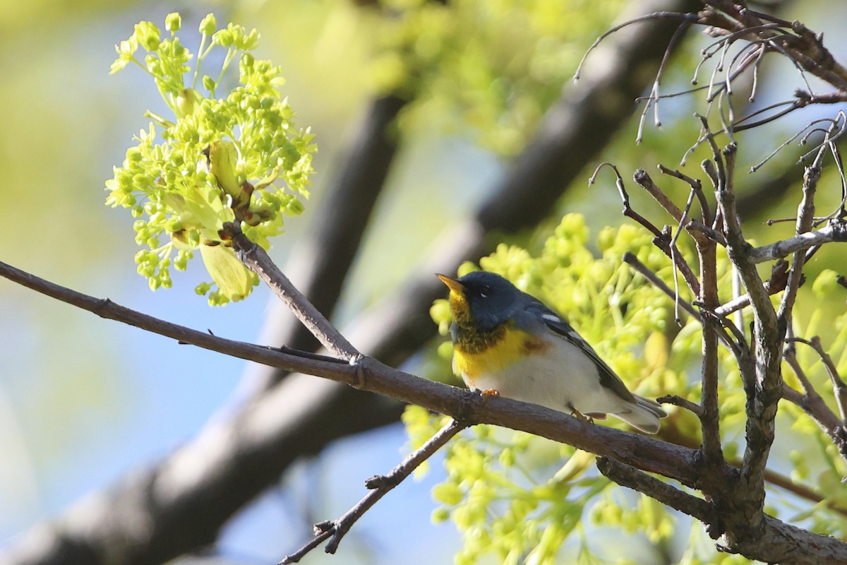 Northern Parula - Gang Wu