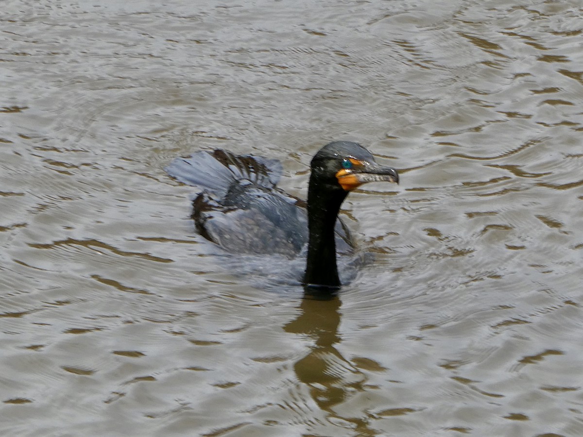 Double-crested Cormorant - Jean Roberge