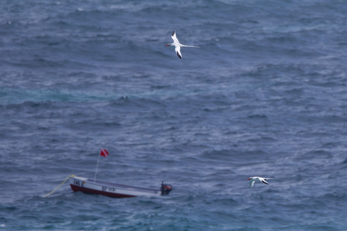 Red-billed Tropicbird - ML618396168