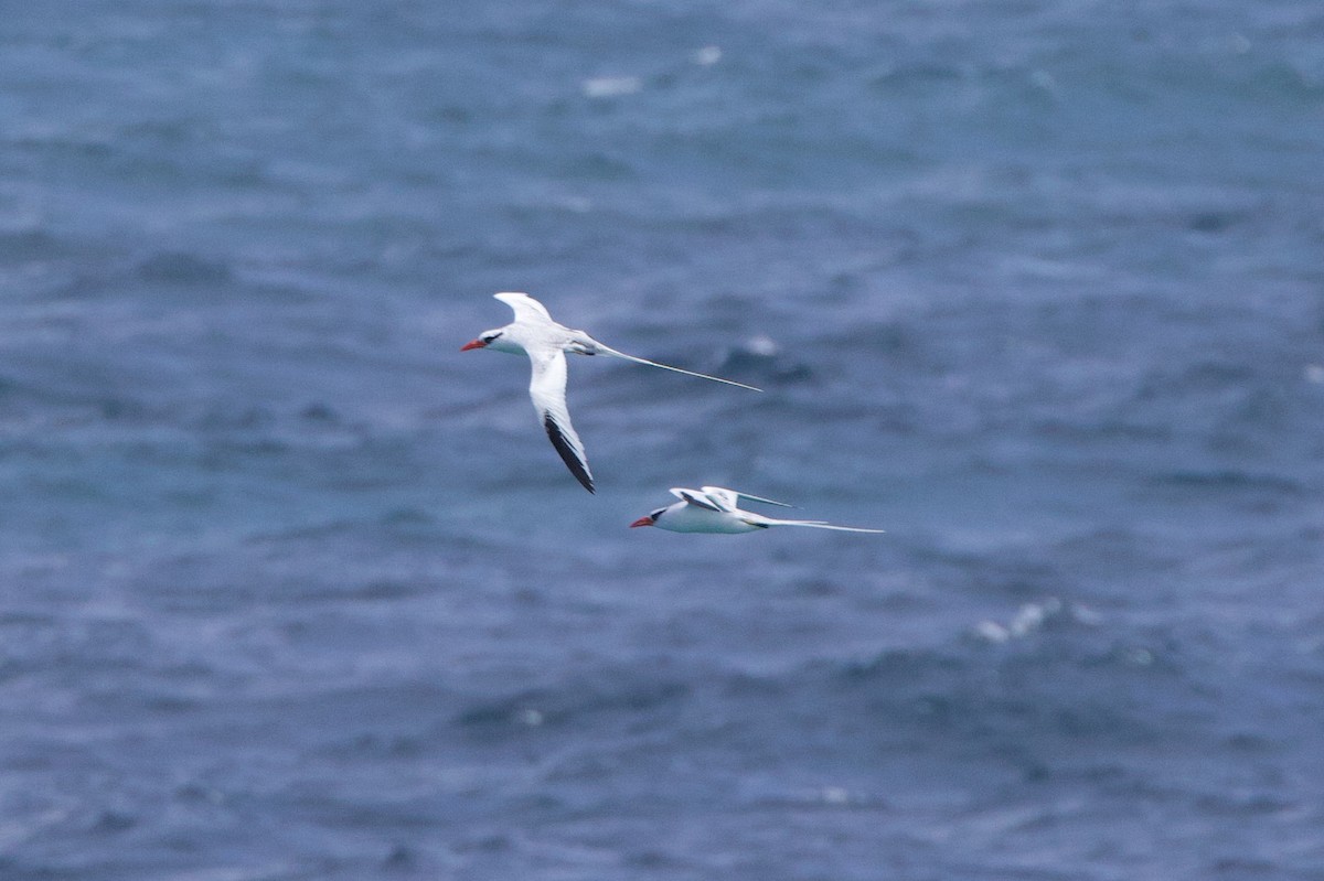 Red-billed Tropicbird - ML618396179