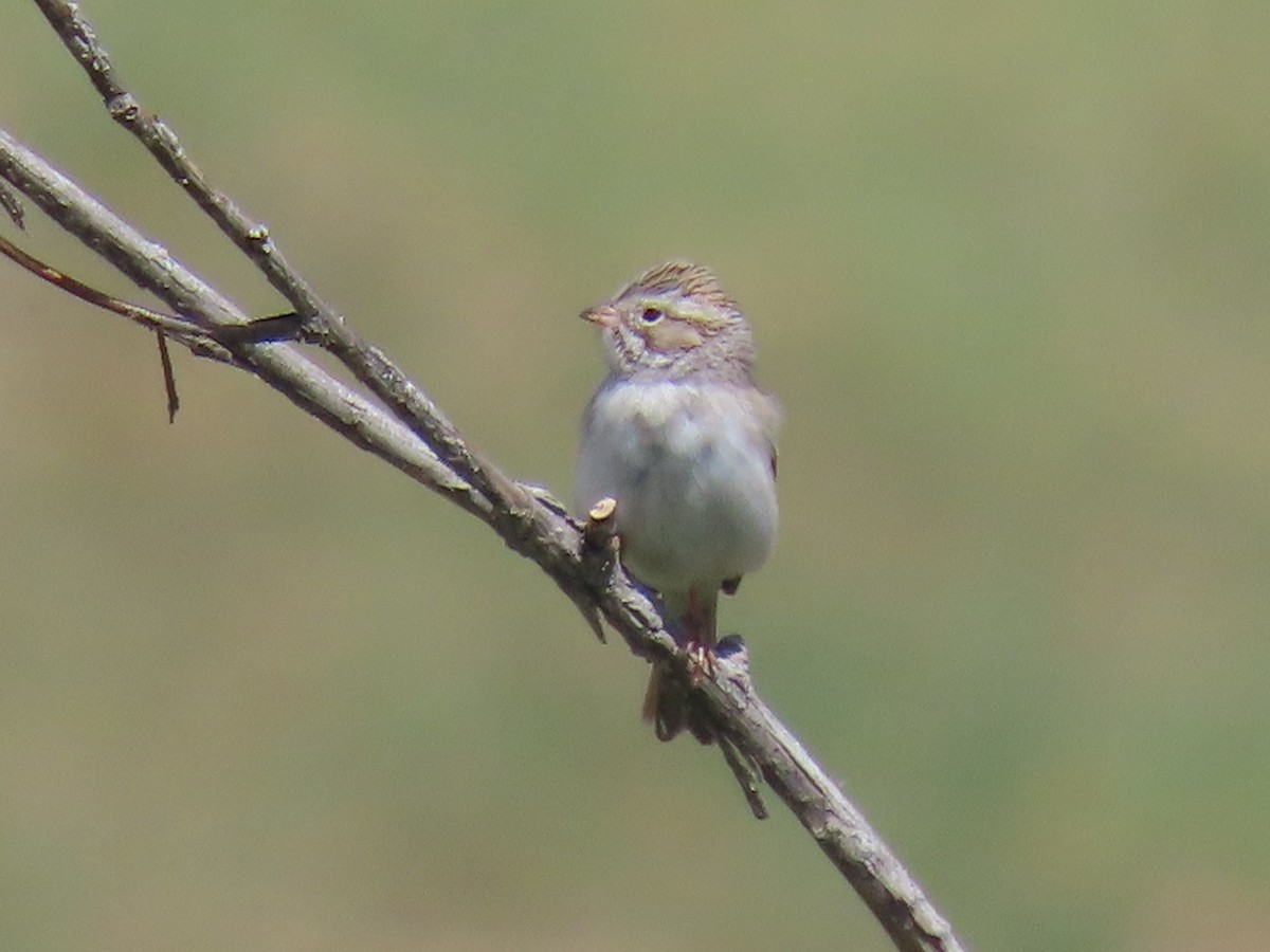 Brewer's Sparrow - ML618396184