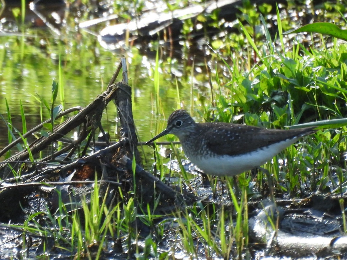 Solitary Sandpiper - ML618396185