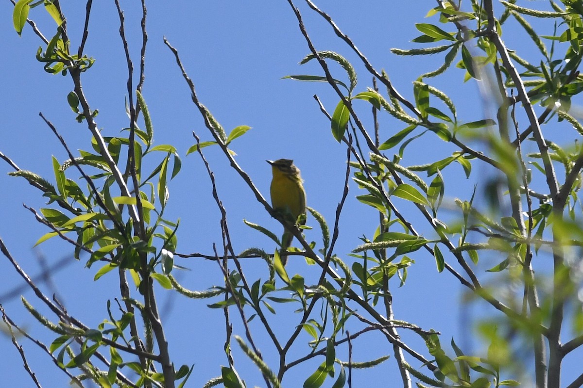 Prairie Warbler - ML618396204