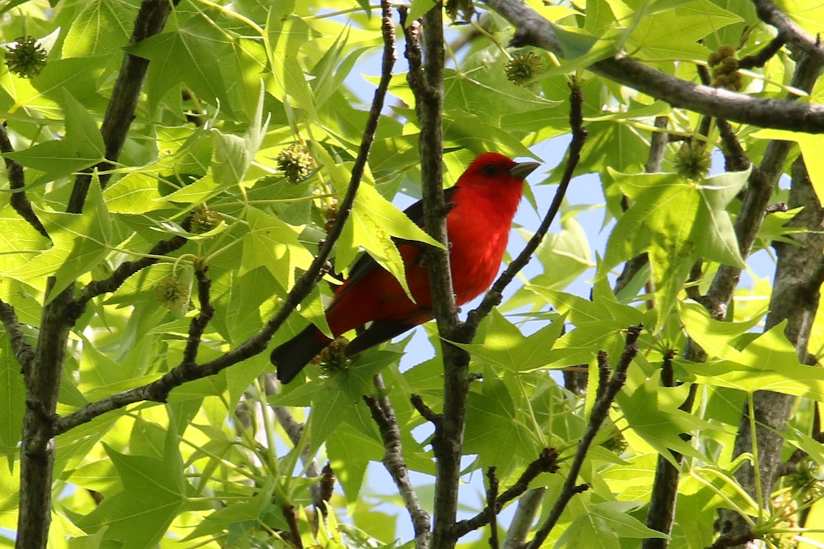 Scarlet Tanager - Jean-Marie Gauthier