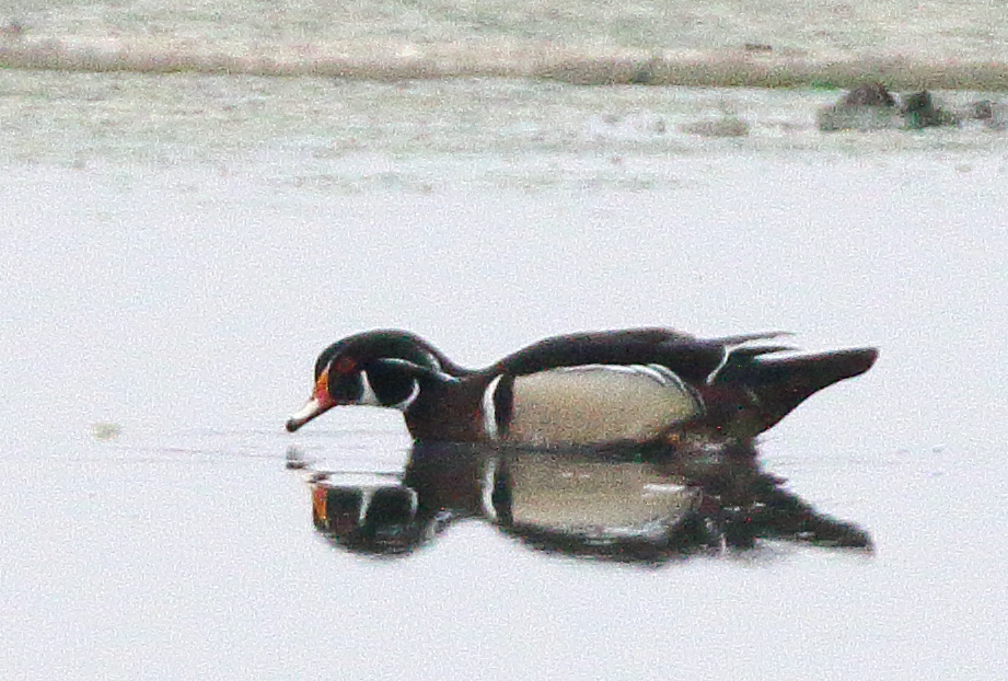 Wood Duck - ML618396225