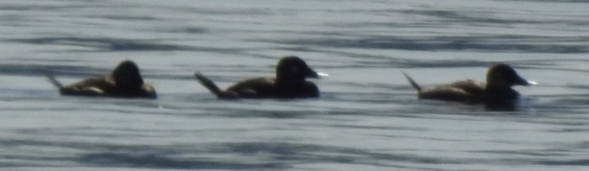 duck sp. - ML618396227