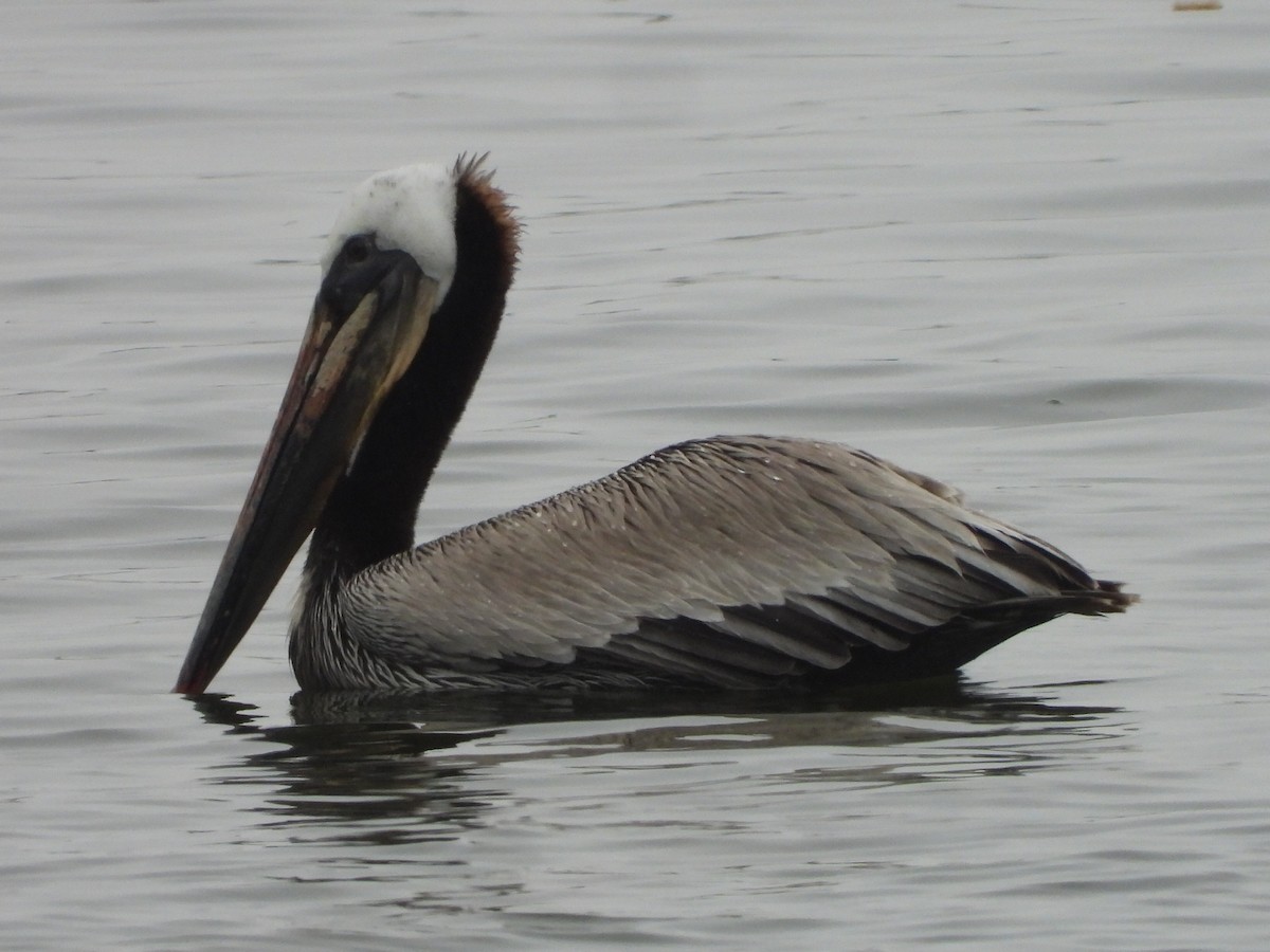 pelikán hnědý - ML618396241
