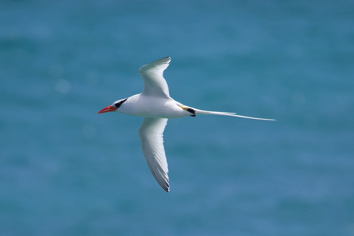 Red-billed Tropicbird - Michael St John