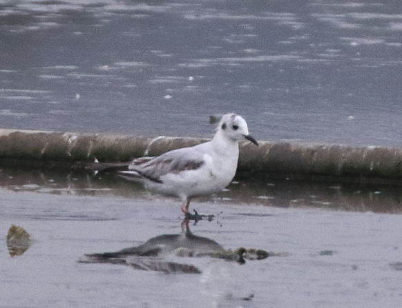 Bonaparte's Gull - ML618396257