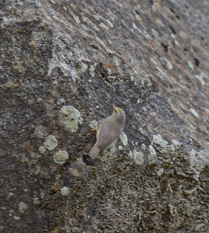 Sulphur-bellied Warbler - Susheel Rattan Sharma