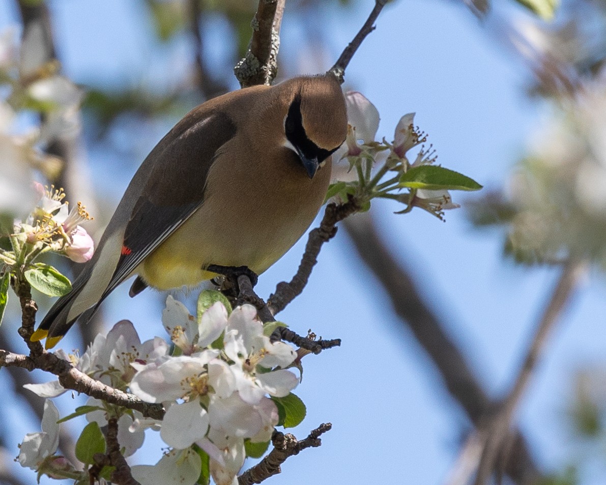 Cedar Waxwing - Else Karlsen