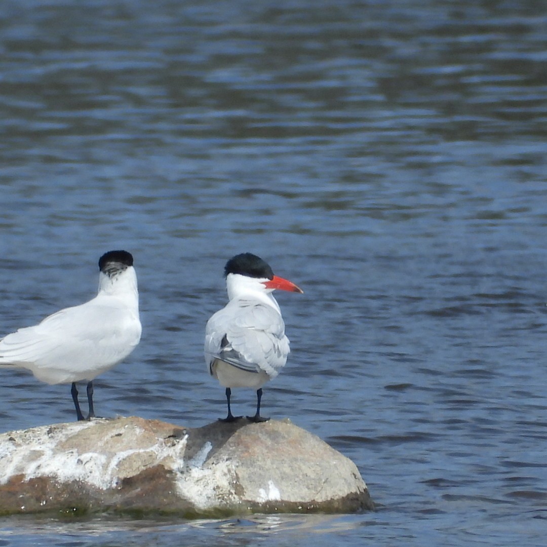 Caspian Tern - ML618396327