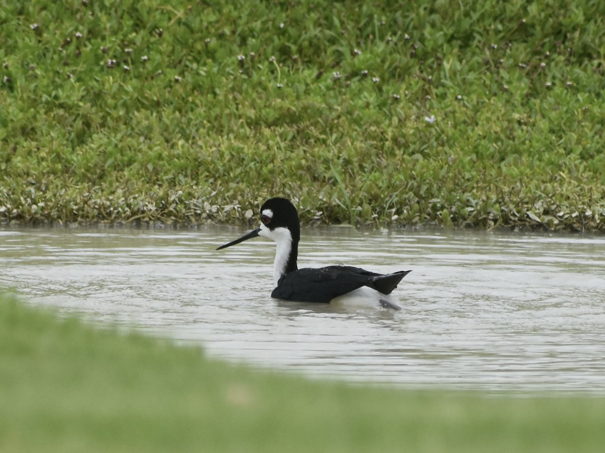 Black-necked Stilt - Jonathan Sellman