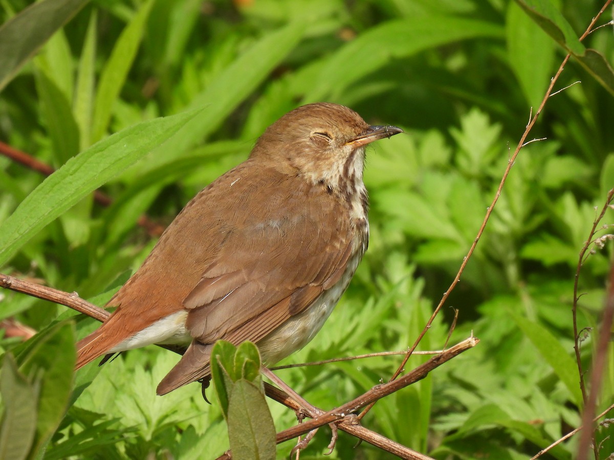 Hermit Thrush - ML618396345