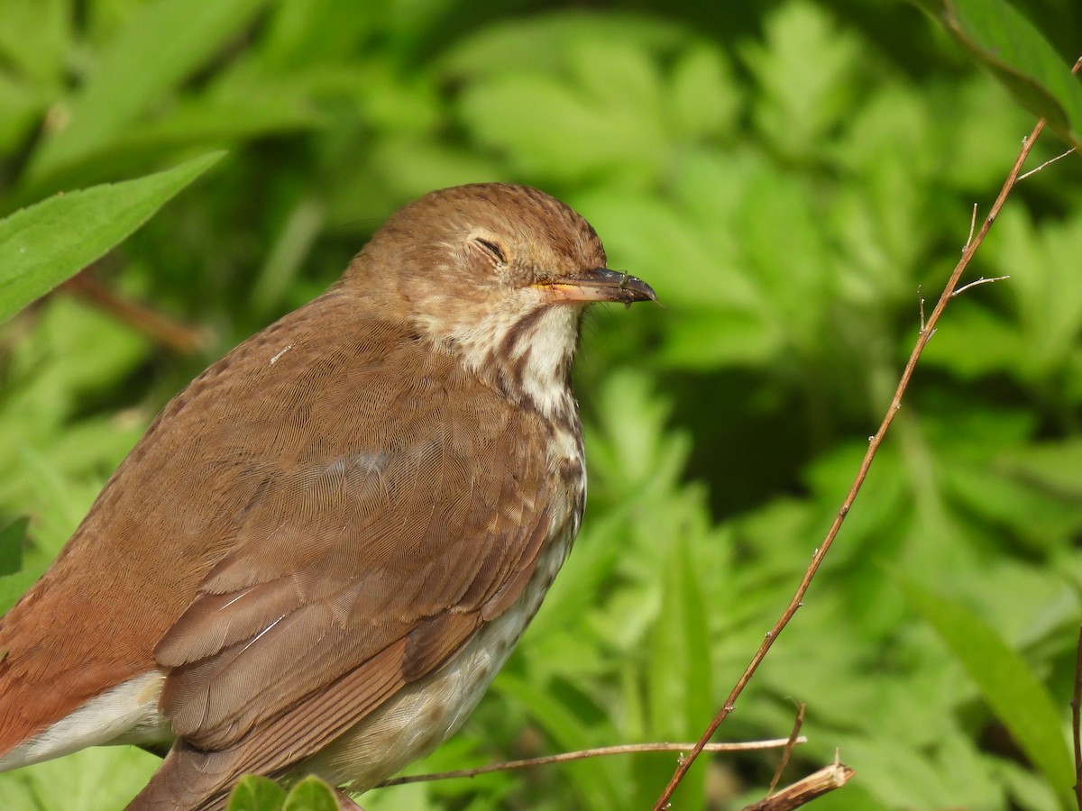 Hermit Thrush - Julius Marinov