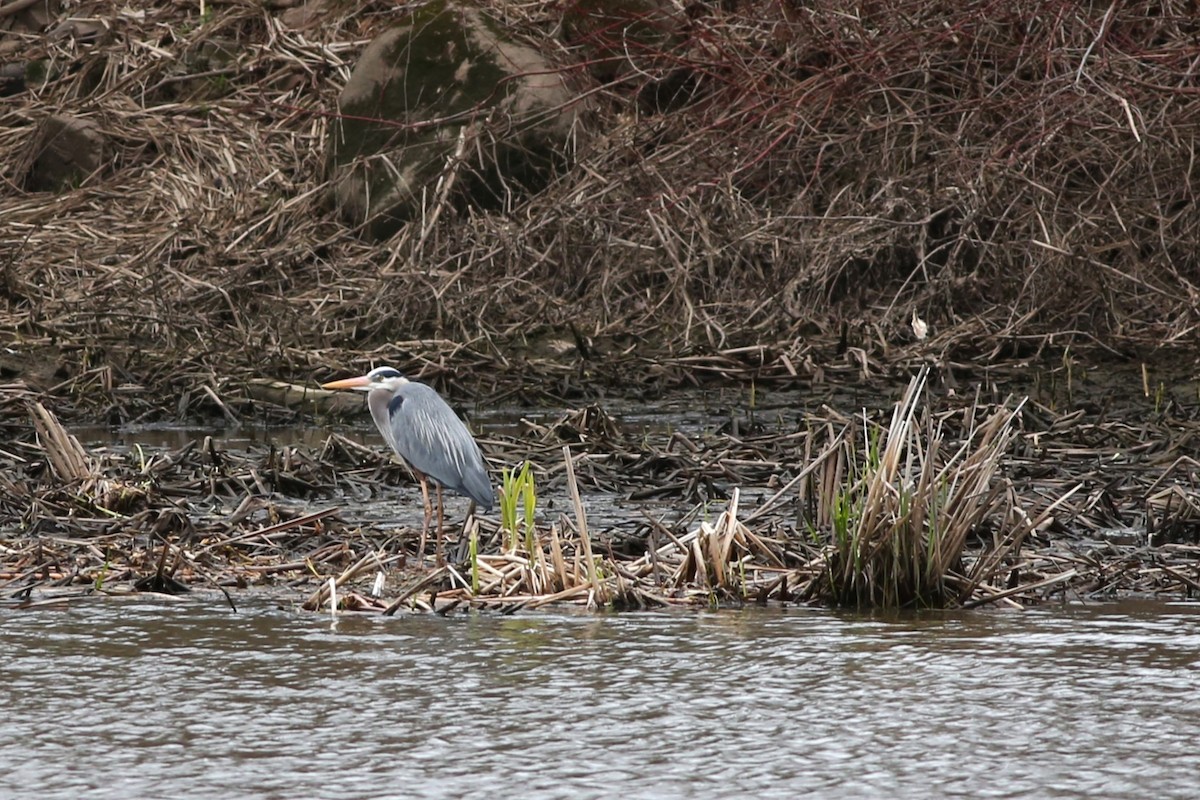 Great Blue Heron - ML618396379