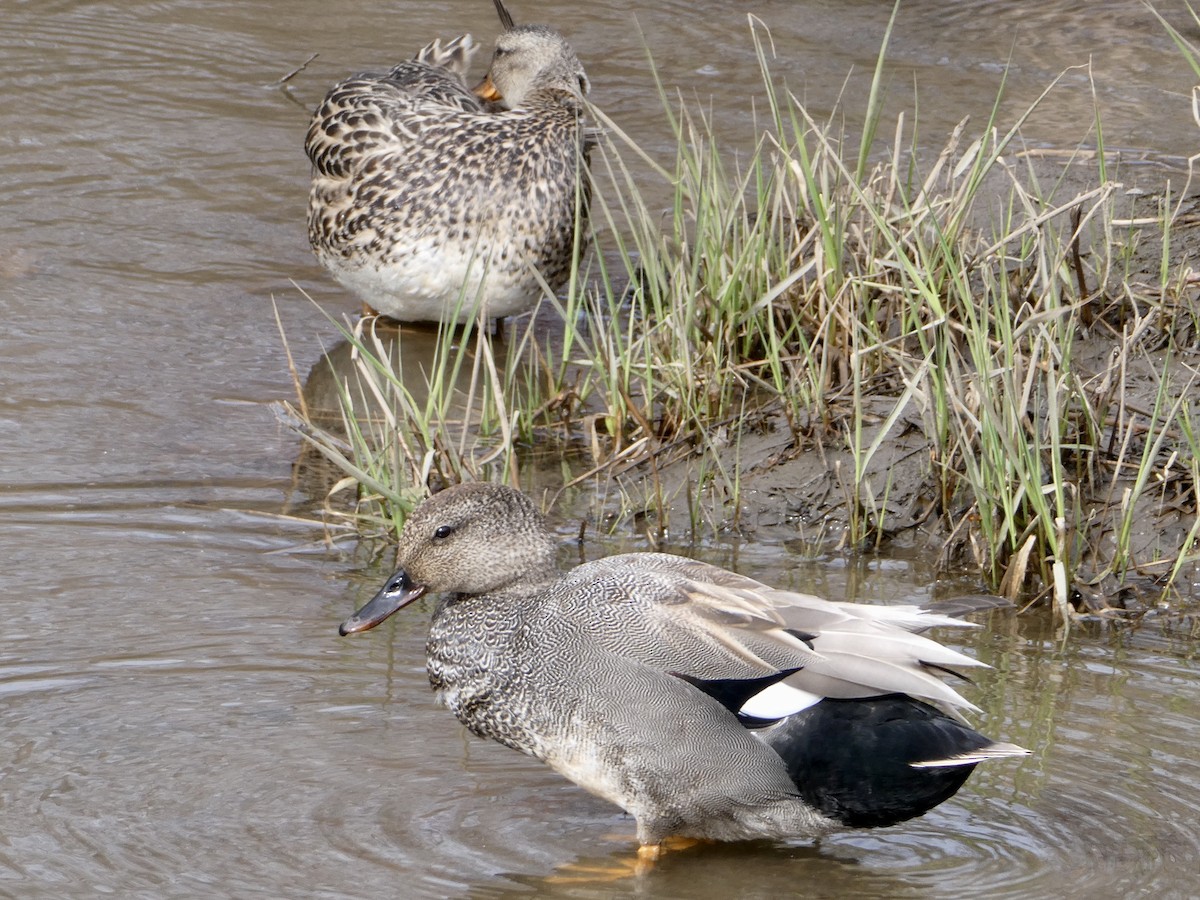 Gadwall - Jean Roberge