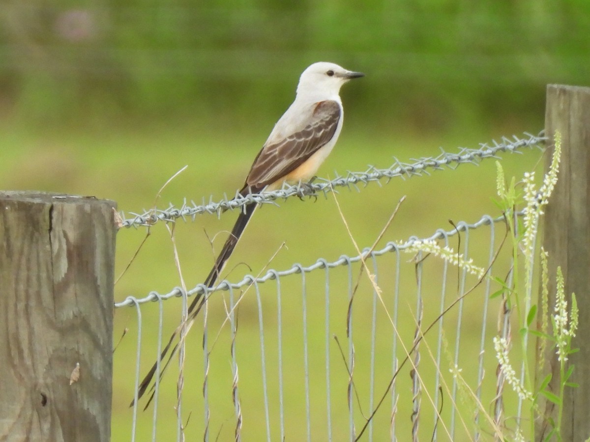 Scissor-tailed Flycatcher - Kristen Suggs