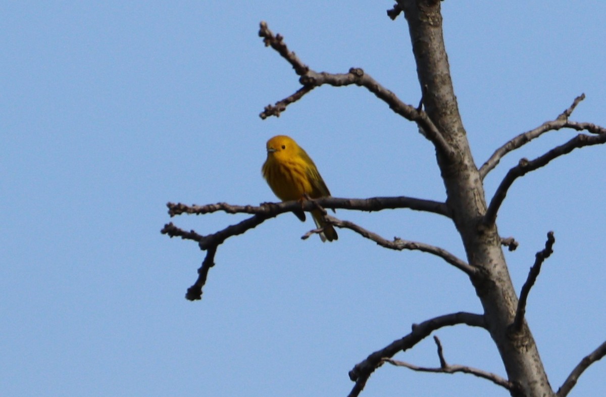 Yellow Warbler - ML618396423