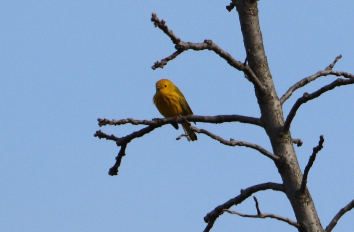 Yellow Warbler (Northern) - ML618396423