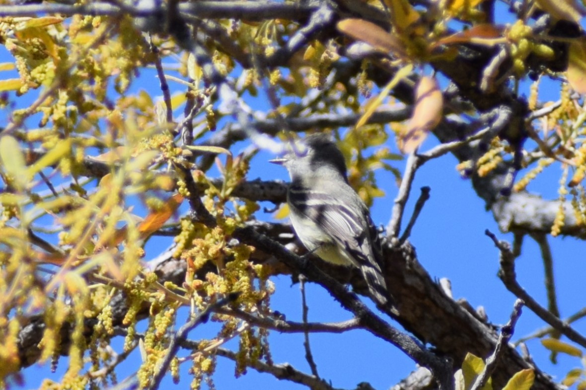 Hammond's Flycatcher - ML618396425