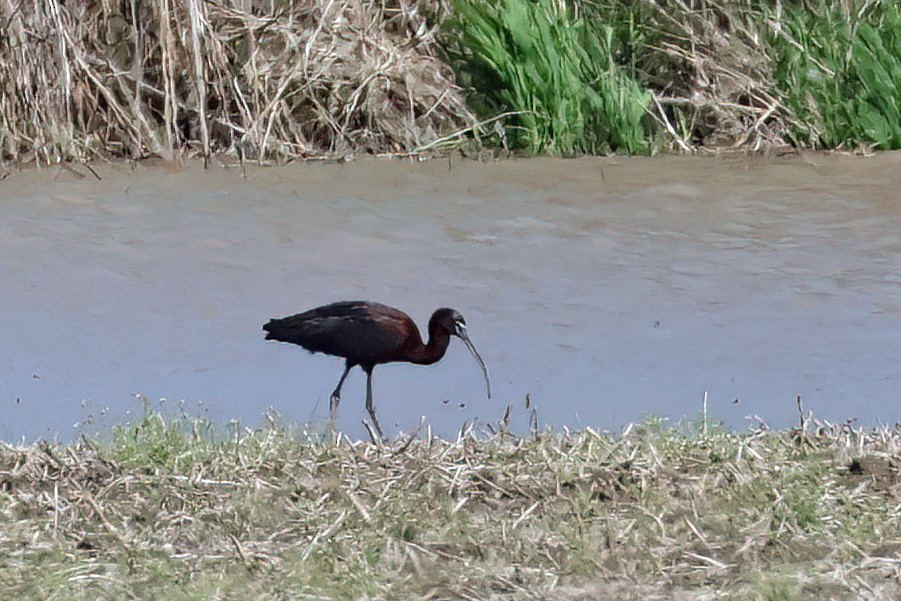 Glossy Ibis - ML618396435