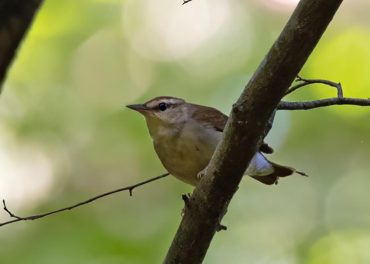 Swainson's Warbler - ML618396461