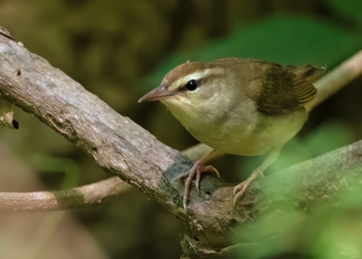 Swainson's Warbler - ML618396462