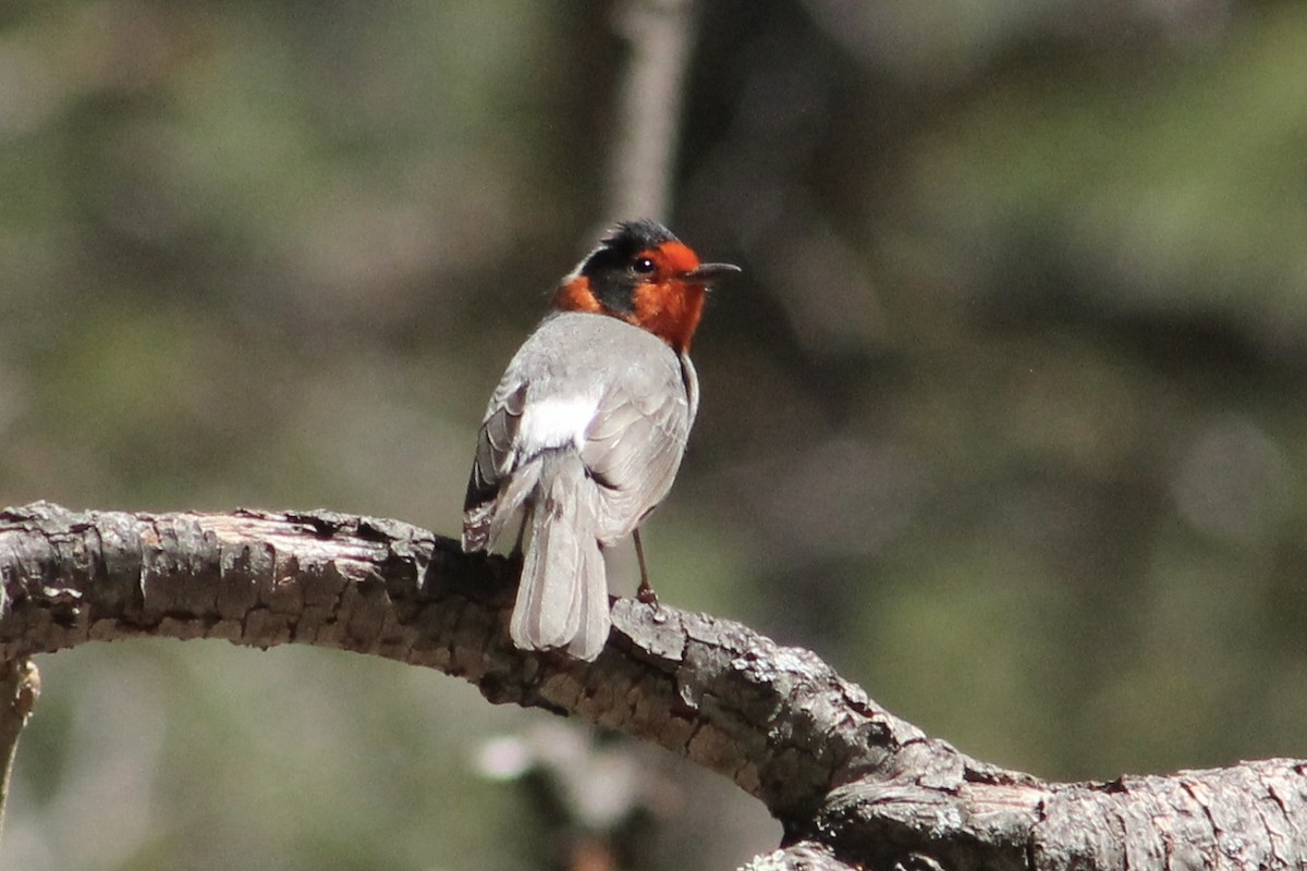 Red-faced Warbler - ML618396480