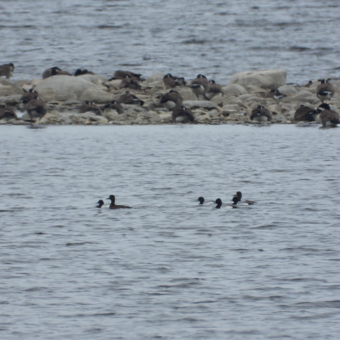 Lesser Scaup - ML618396504