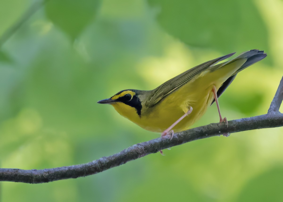 Kentucky Warbler - ML618396525