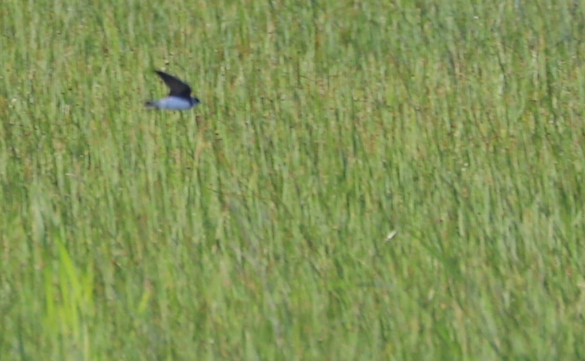 Bank Swallow - ML618396527