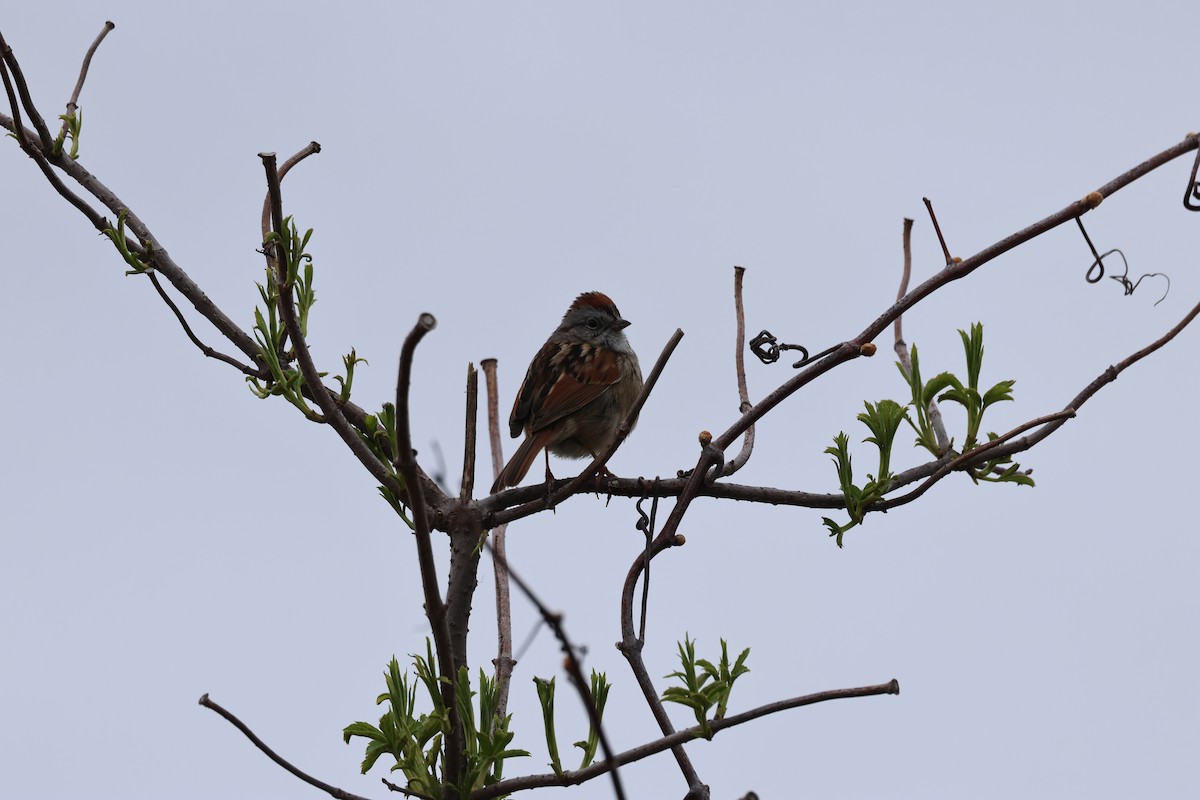 Swamp Sparrow - Manon leduc